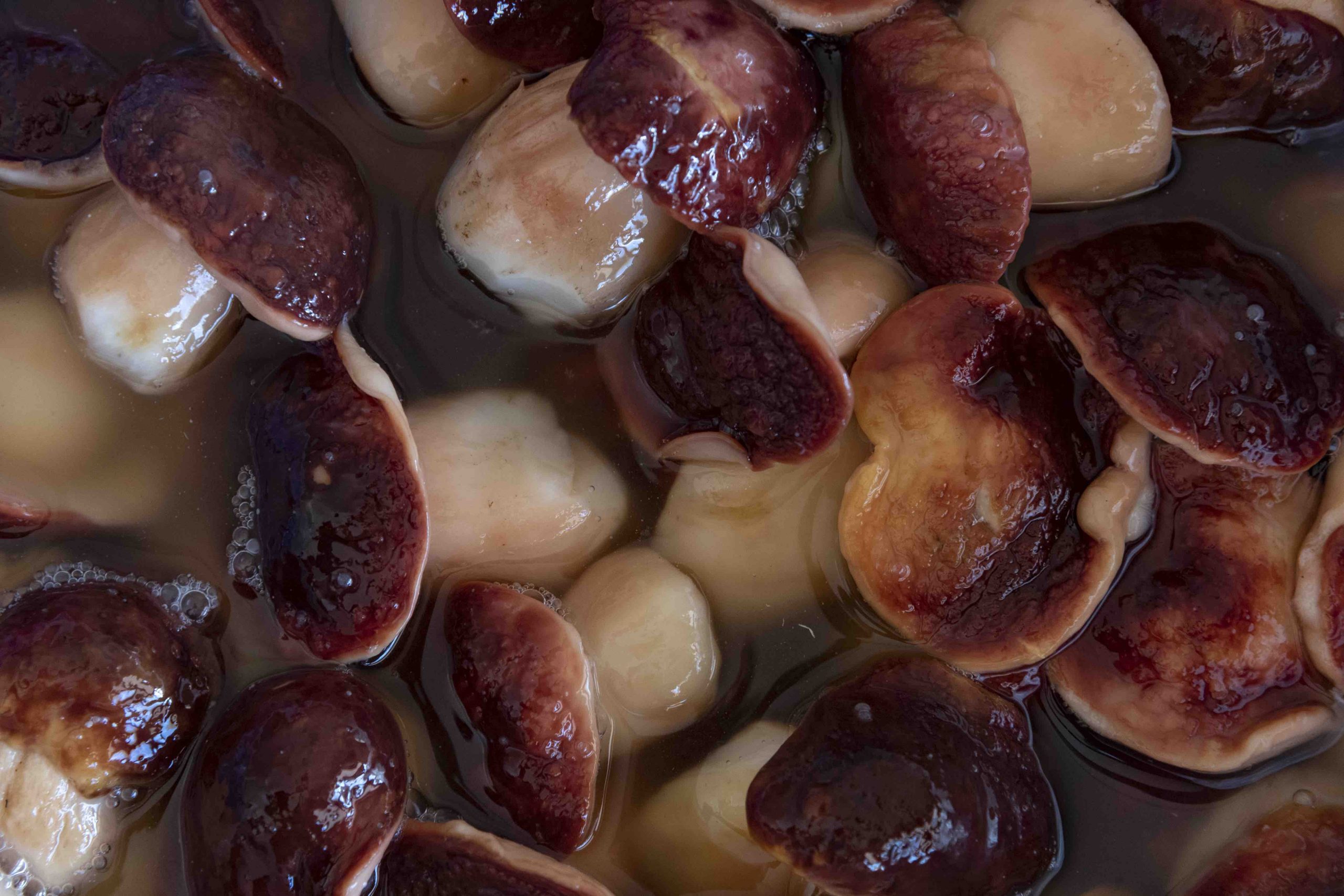 Funghi porcini testa rossa 1 originale(salamoia)