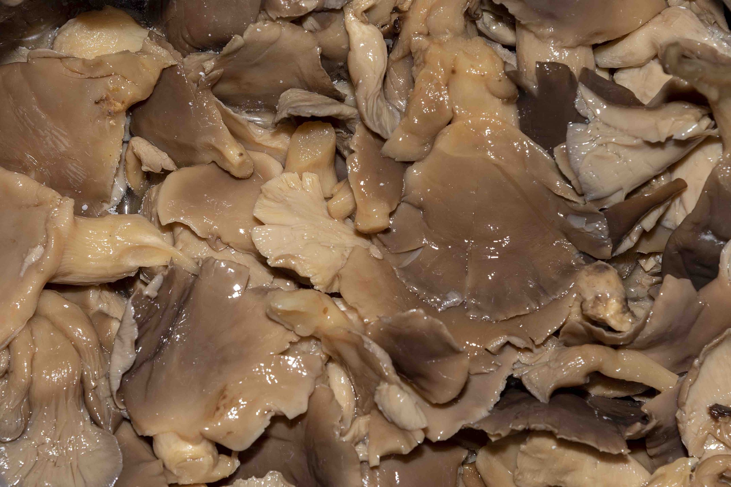 Pleurotus ostreatus(salamoia)