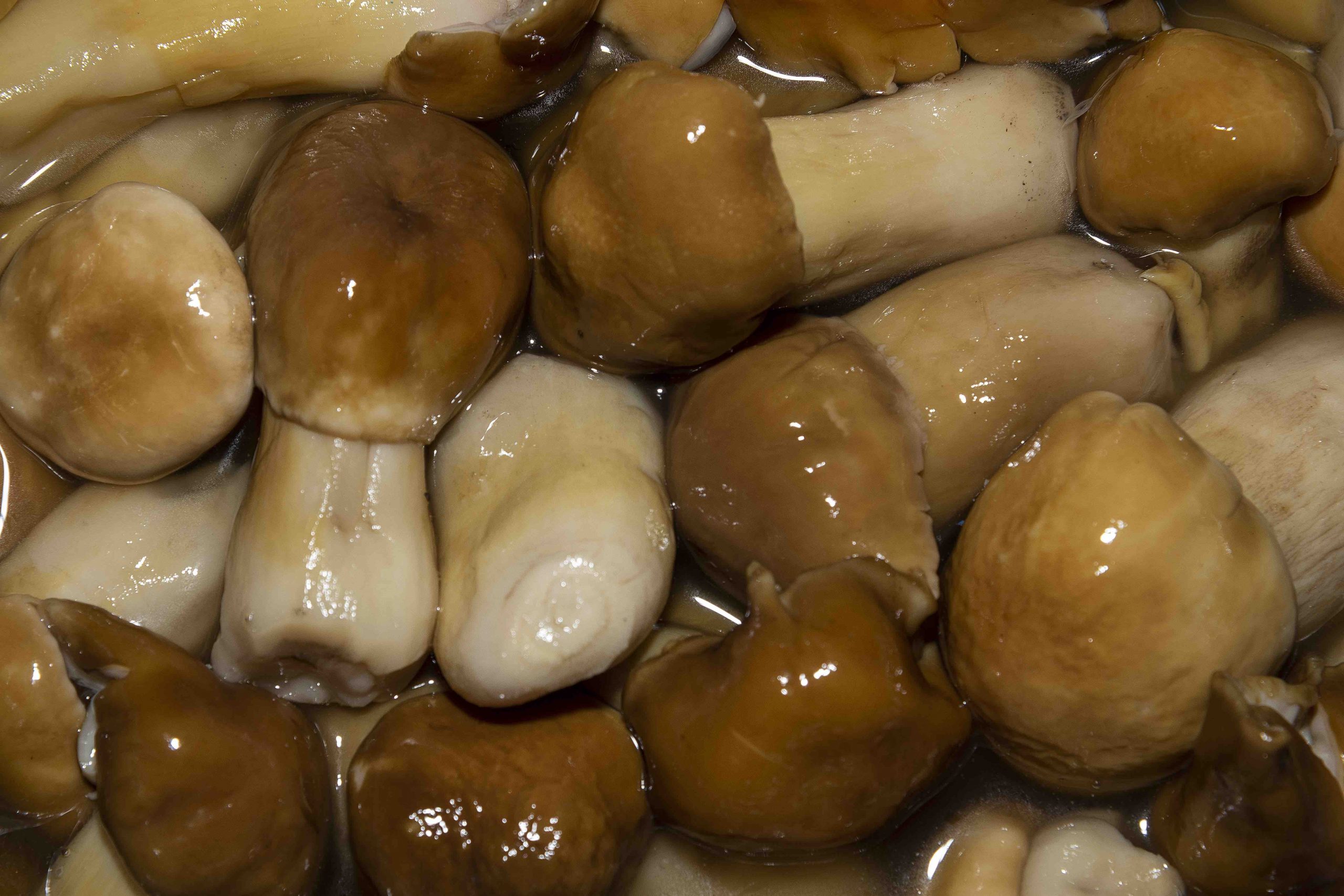 Stropharia(salamoia)