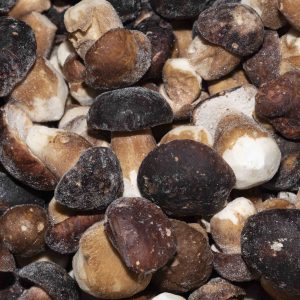 PORCINI CONGELATI