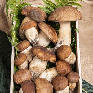 PORCINI