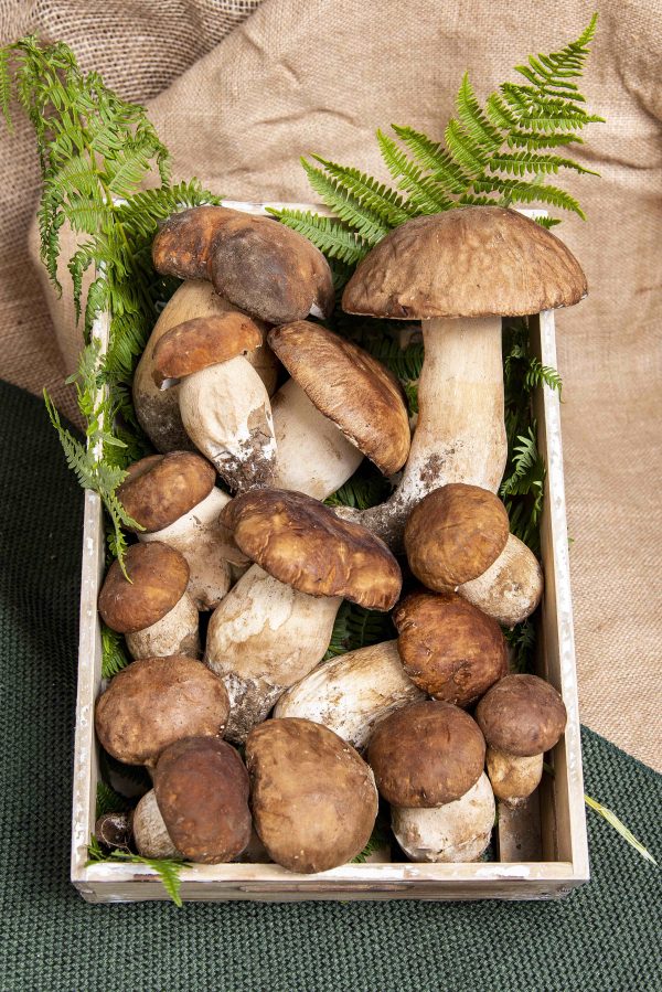 PORCINI